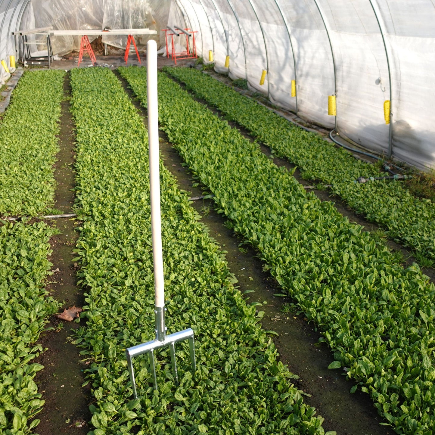 Green Tools Tech Minifork with hardened steel tines loosening soil in a no-dig market garden bed beside Swiss chard plants