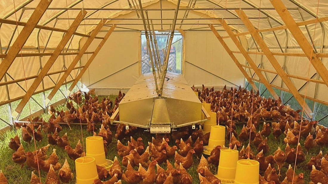 Laying hens inside a Hoop Coop mobile chicken house on pasture