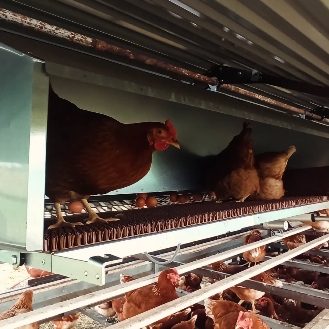 Pastured Poultry - Chickens laying eggs in a Green Tools TECH Rollaway Nest Box System for Eggmobiles.