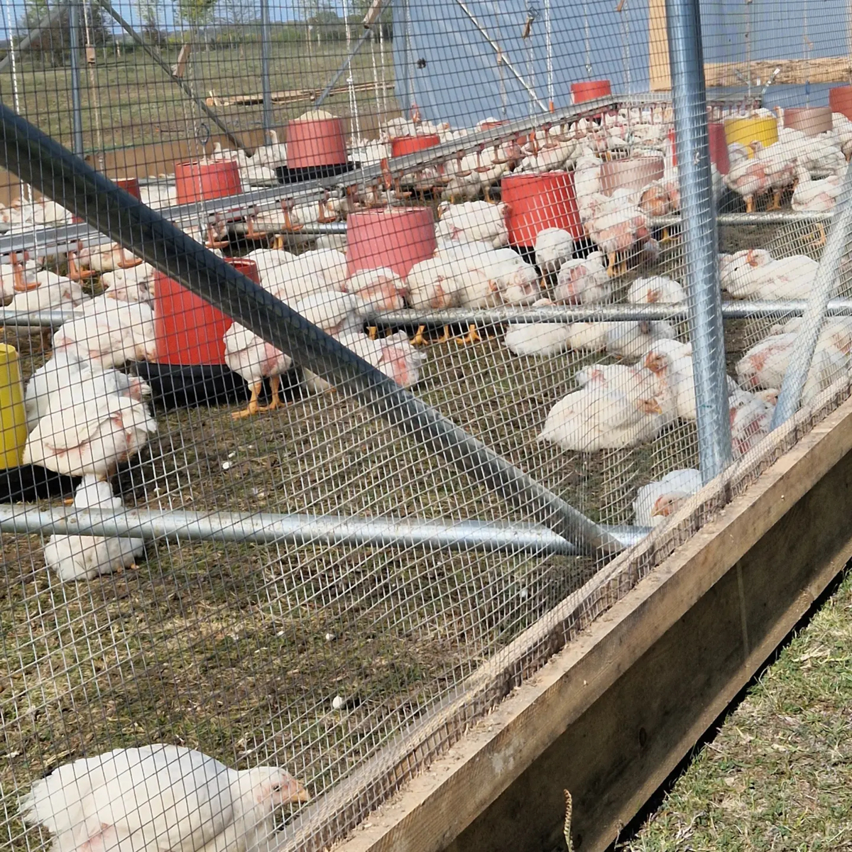 Brojleri u Hoop Coop kokošinjcu iza bočne stranice sa žičanom mrežom
