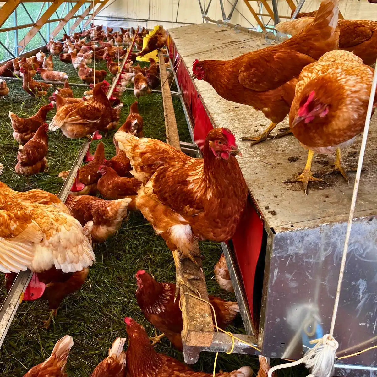 Green Tools TECH Nest Box System in a mobile chicken hoop-coop.