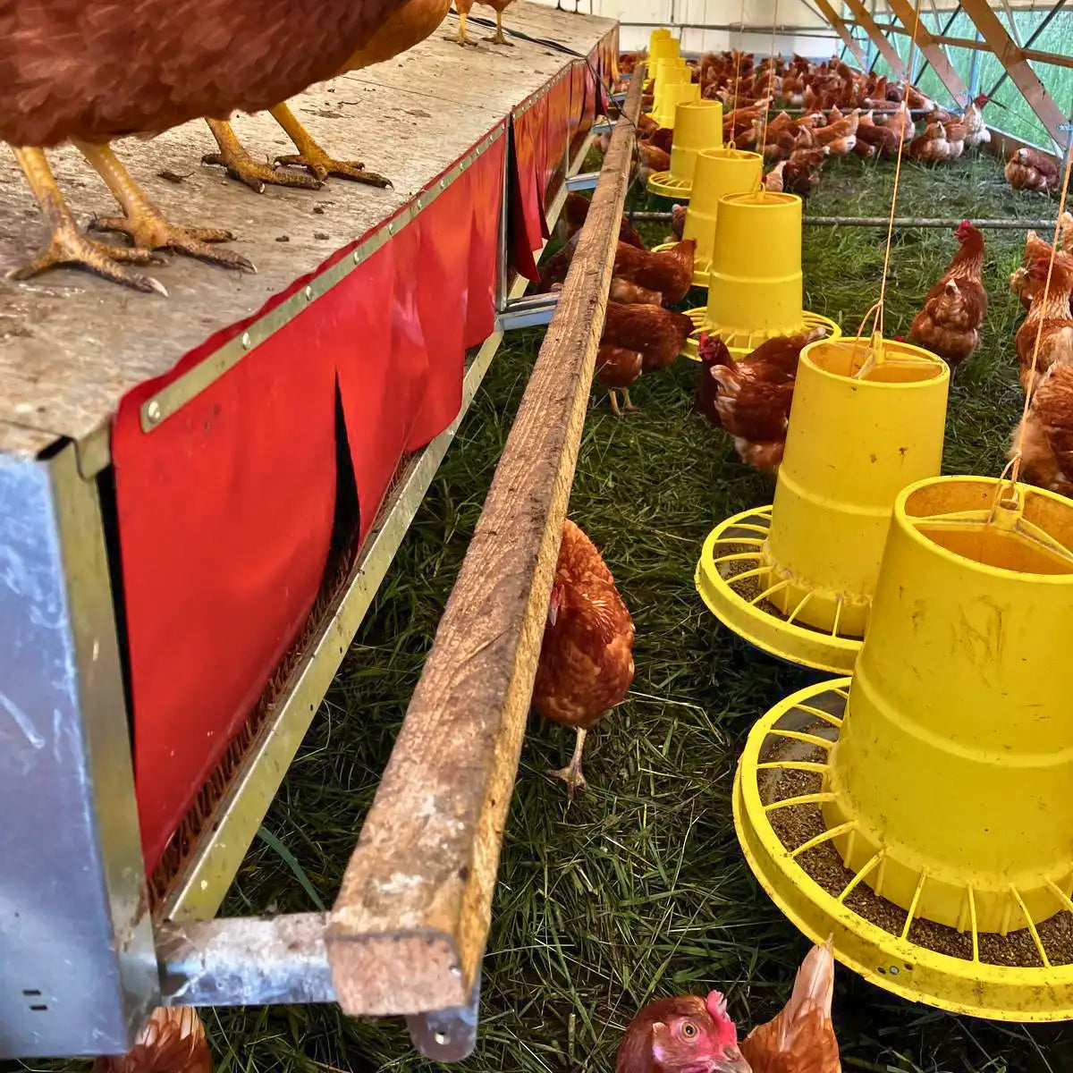 Green Tools TECH Nest Box System in a mobile chicken hoop-coop.