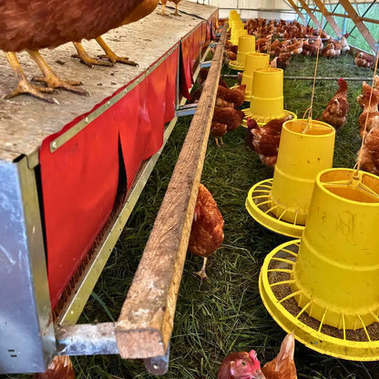 Green Tools TECH Nest Box System in a mobile chicken hoop-coop.