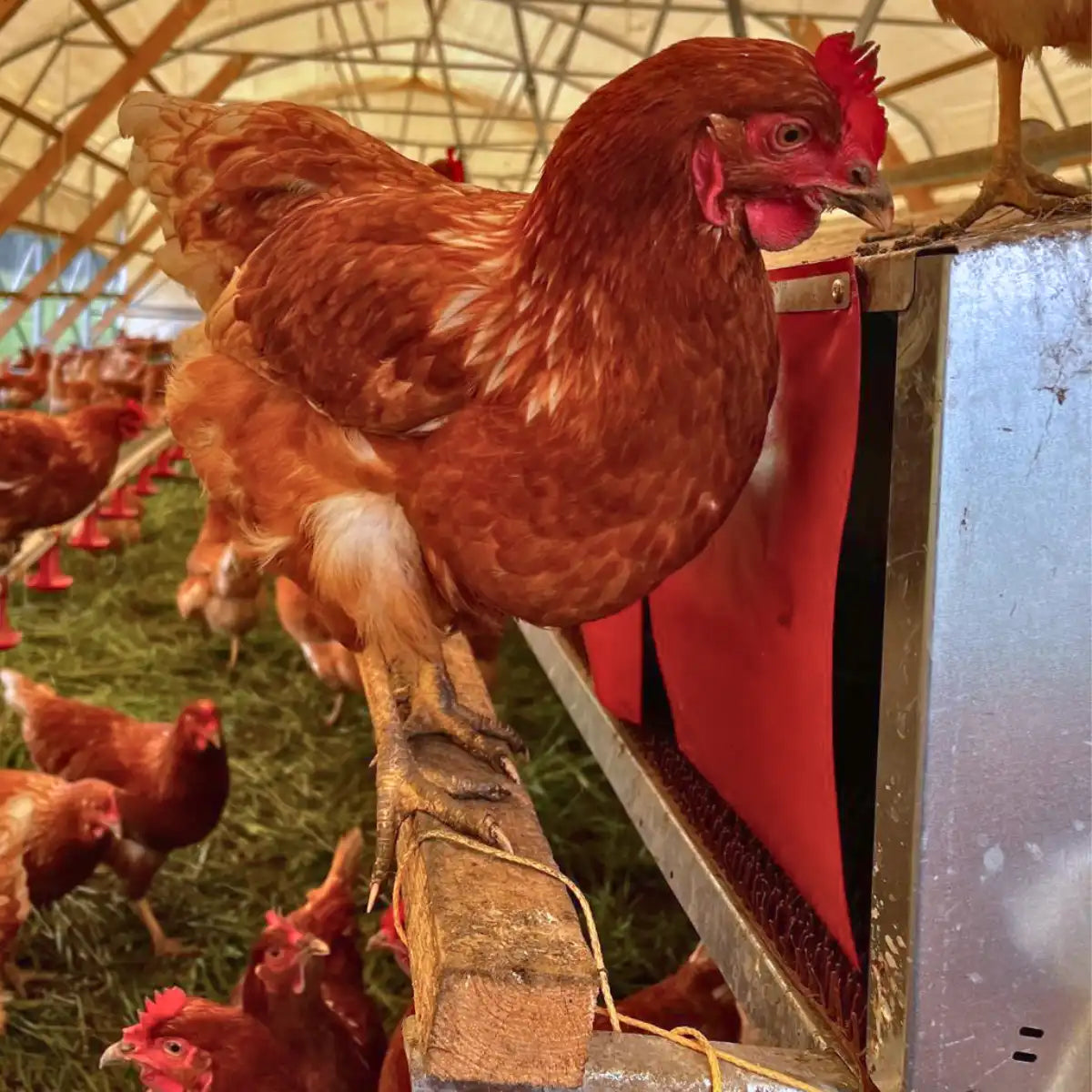 A chicken walking on the Green Tools TECH Nest Box System