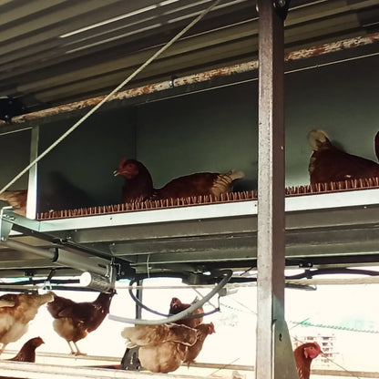 Chickens nesting in the Green Tools TECH Rollaway Nest Box System.