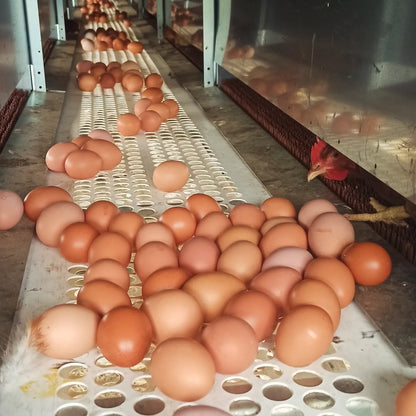 Eggs on the conveyor belt in the Green Tools TECH Rollaway Nest Box System.