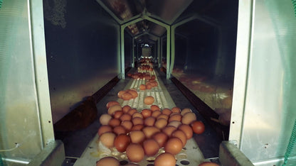 Rollaway Nest Box System for Eggmobiles