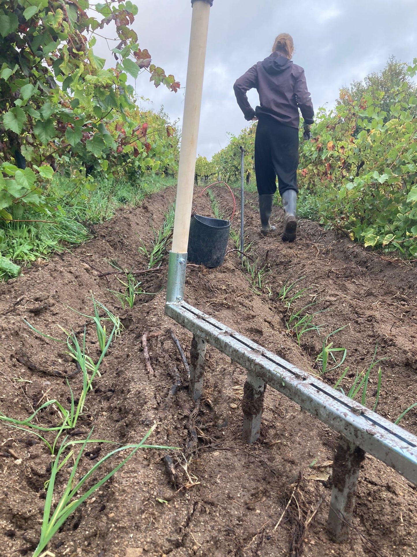 A person planting leeks in a no-dig market garden with Green Tools TECH Multi Dibbler with Leek Dibbles (30 cm).