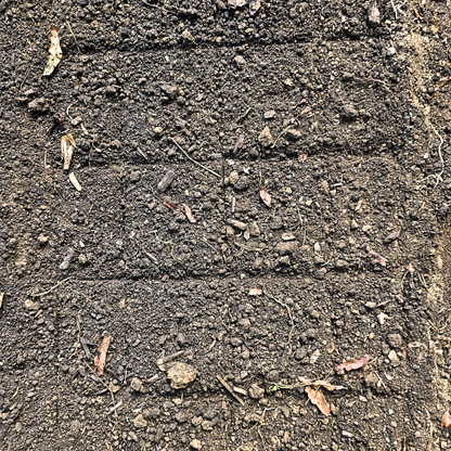 A precise grid planting layout produced by the Green Tools TECH Grid Marker in a no-dig market garden.
