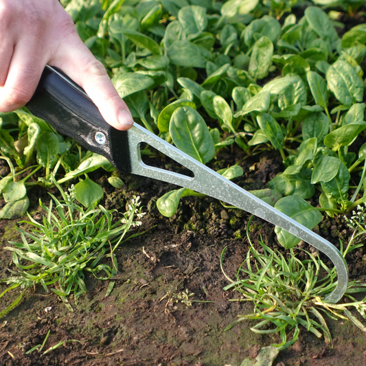 A person using Hand Cultivator for precise no-dig market garden weeding between young plants and in raised beds