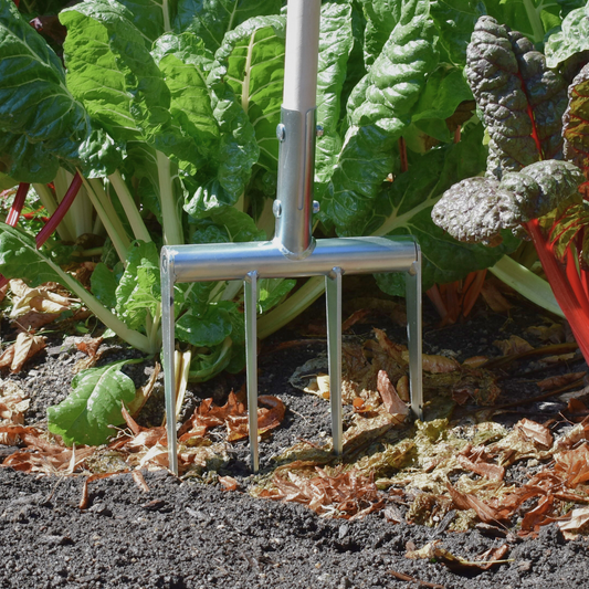 Minifork with hardened steel tines loosening soil in a no-dig market garden bed beside Swiss chard plants