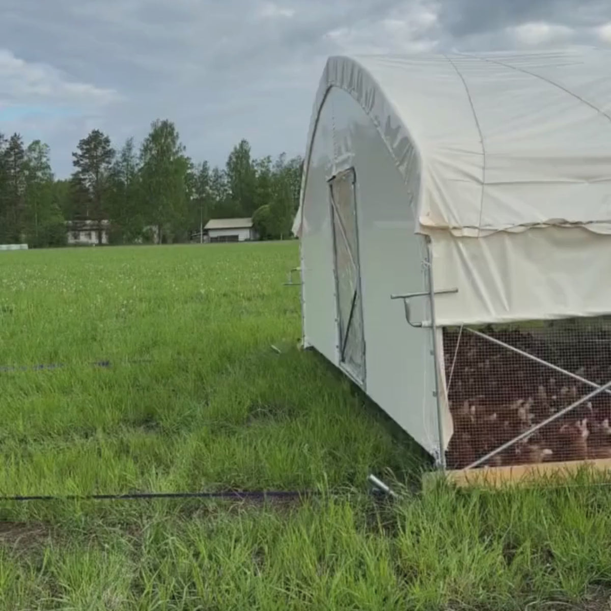 Video: Hoop Coop on pasture with broilers