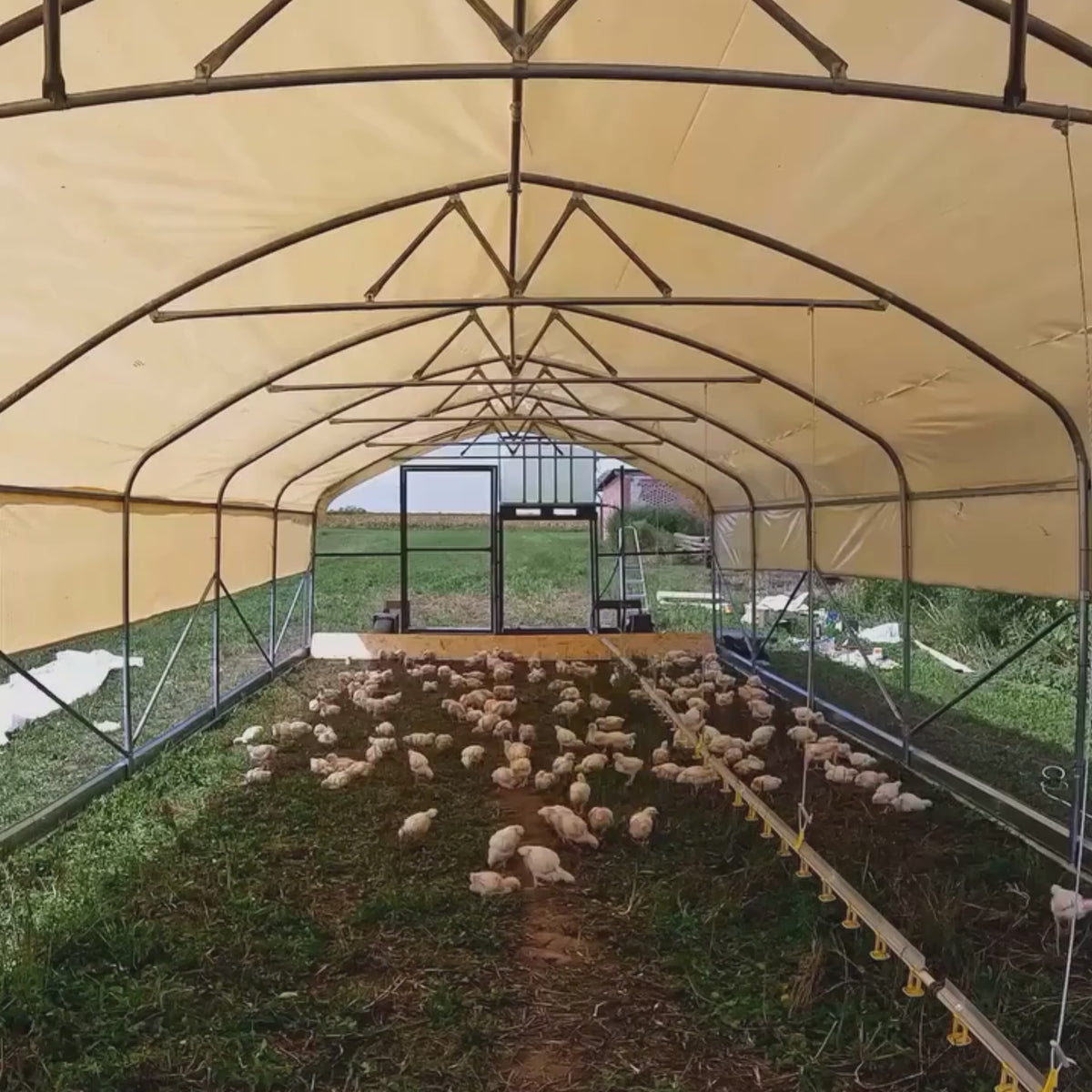 Video: inside a Hoop Coop, broilers on fresh grass
